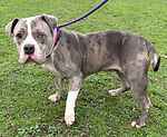 For rescue at Last Chance, Kent near Sussex, Surrey and London - ask for Sadie