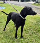 For rescue at Last Chance, Kent near Sussex, Surrey and London - ask for Bingo
