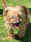 For rescue at Last Chance, Kent near Sussex, Surrey and London - ask for Benny