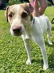 For rescue at Last Chance, Kent near Sussex, Surrey and London - ask for Baby B
