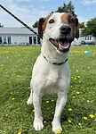 For rescue at Last Chance, Kent near Sussex, Surrey and London - ask for Bonzo