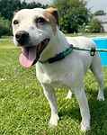 For rescue at Last Chance, Kent near Sussex, Surrey and London - ask for Louie