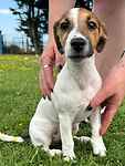 For rescue at Last Chance, Kent near Sussex, Surrey and London - ask for Penny