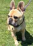 For rescue at Last Chance, Kent near Sussex, Surrey and London - ask for Cooper and Daisy