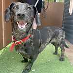 For rescue at Last Chance, Kent near Sussex, Surrey and London - ask for Rani
