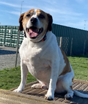 For rescue at Last Chance, Kent near Sussex, Surrey and London - ask for Chico