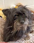 For rescue at Last Chance, Kent near Sussex, Surrey and London - ask for Bella