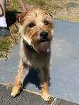 For rescue at Last Chance, Kent near Sussex, Surrey and London - ask for Bo