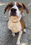 For rescue at Last Chance, Kent near Sussex, Surrey and London - ask for Chester