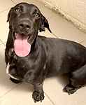 For rescue at Last Chance, Kent near Sussex, Surrey and London - ask for Kovu