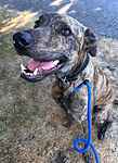 For rescue at Last Chance, Kent near Sussex, Surrey and London - ask for Monty