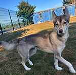 For rescue at Last Chance, Kent near Sussex, Surrey and London - ask for Lola