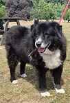 For rescue at Last Chance, Kent near Sussex, Surrey and London - ask for Alfie