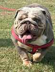 For rescue at Last Chance, Kent near Sussex, Surrey and London - ask for Crumpet