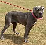 For rescue at Last Chance, Kent near Sussex, Surrey and London - ask for Malibu
