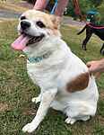 For rescue at Last Chance, Kent near Sussex, Surrey and London - ask for Mela and Poppy