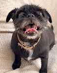 For rescue at Last Chance, Kent near Sussex, Surrey and London - ask for Missy