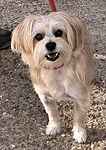 For rescue at Last Chance, Kent near Sussex, Surrey and London - ask for Coconut