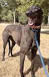 For rescue at Last Chance, Kent near Sussex, Surrey and London - ask for Ritzi