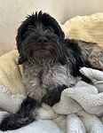 For rescue at Last Chance, Kent near Sussex, Surrey and London - ask for Luna