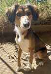 For rescue at Last Chance, Kent near Sussex, Surrey and London - ask for Loki