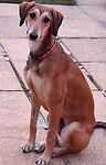 For rescue at Last Chance, Kent near Sussex, Surrey and London - ask for Amber