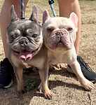For rescue at Last Chance, Kent near Sussex, Surrey and London - ask for Ghost and Marnie