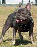 For rescue at Last Chance, Kent near Sussex, Surrey and London - ask for Bailey