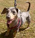 For rescue at Last Chance, Kent near Sussex, Surrey and London - ask for Slinky