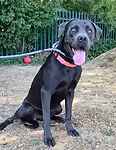 For rescue at Last Chance, Kent near Sussex, Surrey and London - ask for Shadow