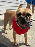 For rescue at Last Chance, Kent near Sussex, Surrey and London - ask for Chunks & Flo