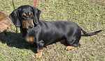 For rescue at Last Chance, Kent near Sussex, Surrey and London - ask for Doris & Pixie