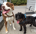 For rescue at Last Chance, Kent near Sussex, Surrey and London - ask for Ronnie and Comet