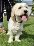 For rescue at Last Chance, Kent near Sussex, Surrey and London - ask for Kenny