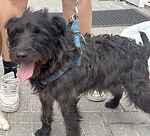 For rescue at Last Chance, Kent near Sussex, Surrey and London - ask for Comet
