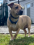 For rescue at Last Chance, Kent near Sussex, Surrey and London - ask for Freddie