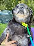 For rescue at Last Chance, Kent near Sussex, Surrey and London - ask for Poppet, Bridgette and Waffle