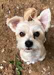 For rescue at Last Chance, Kent near Sussex, Surrey and London - ask for Bailey