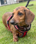 For rescue at Last Chance, Kent near Sussex, Surrey and London - ask for Daisy