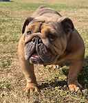 For rescue at Last Chance, Kent near Sussex, Surrey and London - ask for Peggy