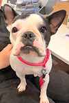For rescue at Last Chance, Kent near Sussex, Surrey and London - ask for Poppy