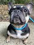 For rescue at Last Chance, Kent near Sussex, Surrey and London - ask for Miso