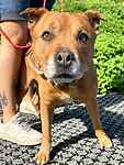 For rescue at Last Chance, Kent near Sussex, Surrey and London - ask for Barney