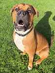 For rescue at Last Chance, Kent near Sussex, Surrey and London - ask for Monty