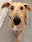 For rescue at Last Chance, Kent near Sussex, Surrey and London - ask for Geoffrey