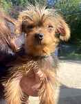 For rescue at Last Chance, Kent near Sussex, Surrey and London - ask for Buddy, Poppy & Daisy