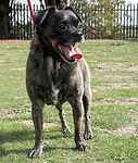 For rescue at Last Chance, Kent near Sussex, Surrey and London - ask for Reggie