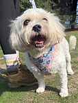 For rescue at Last Chance, Kent near Sussex, Surrey and London - ask for Minnie