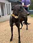 For rescue at Last Chance, Kent near Sussex, Surrey and London - ask for Beaut