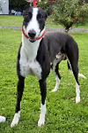 For rescue at Last Chance, Kent near Sussex, Surrey and London - ask for Bullseye Bill